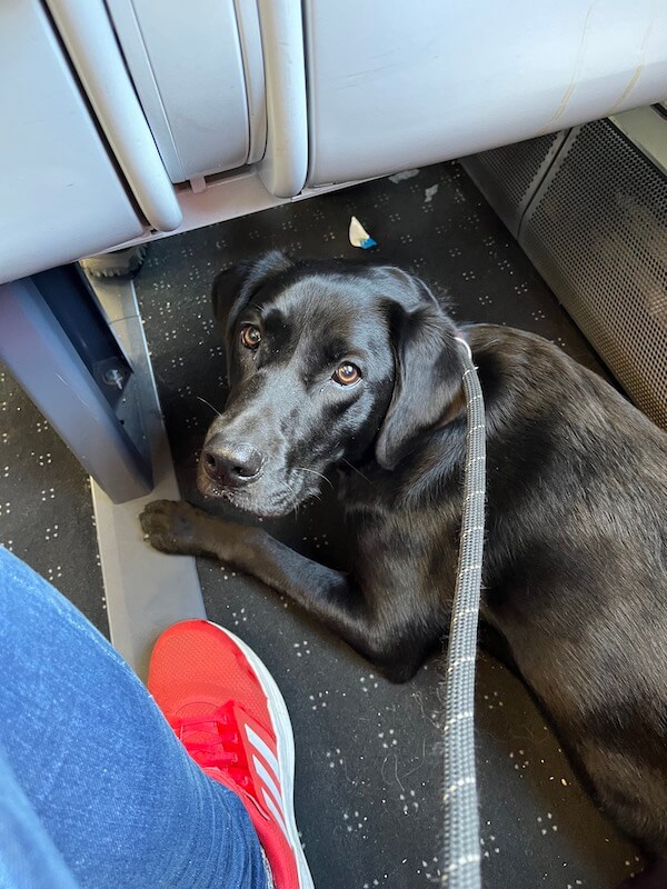 Ruby lying on the floor of a Gatwick Express