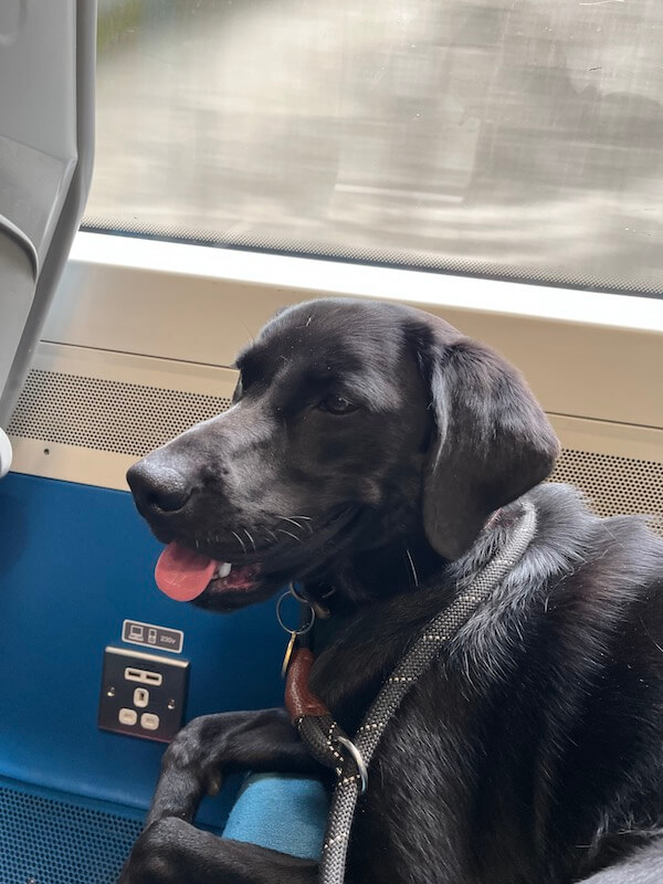 Ruby lying on a Thameslink train seat